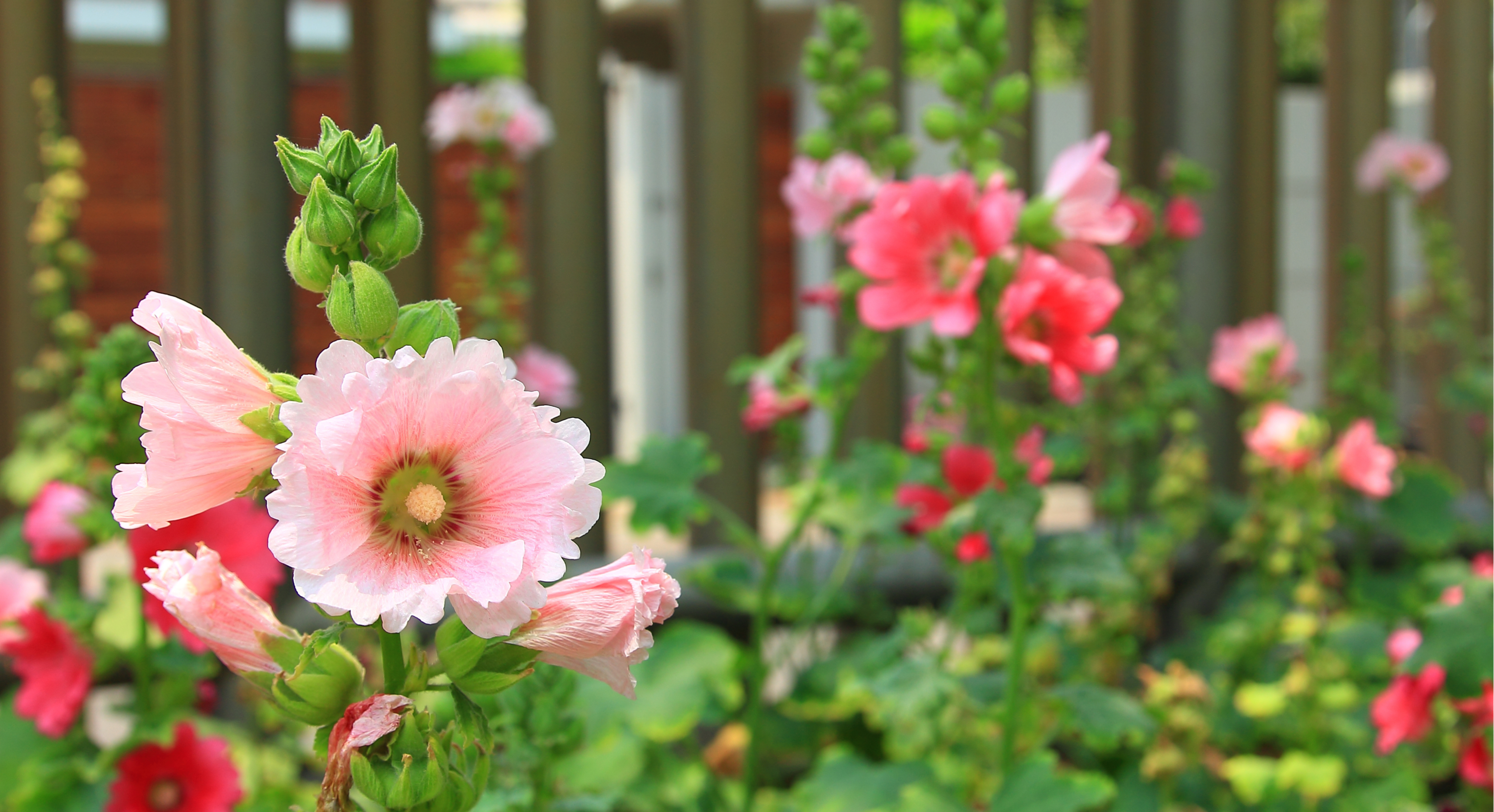 Pink garden flowers in a Franklin, Tennessee garden center.