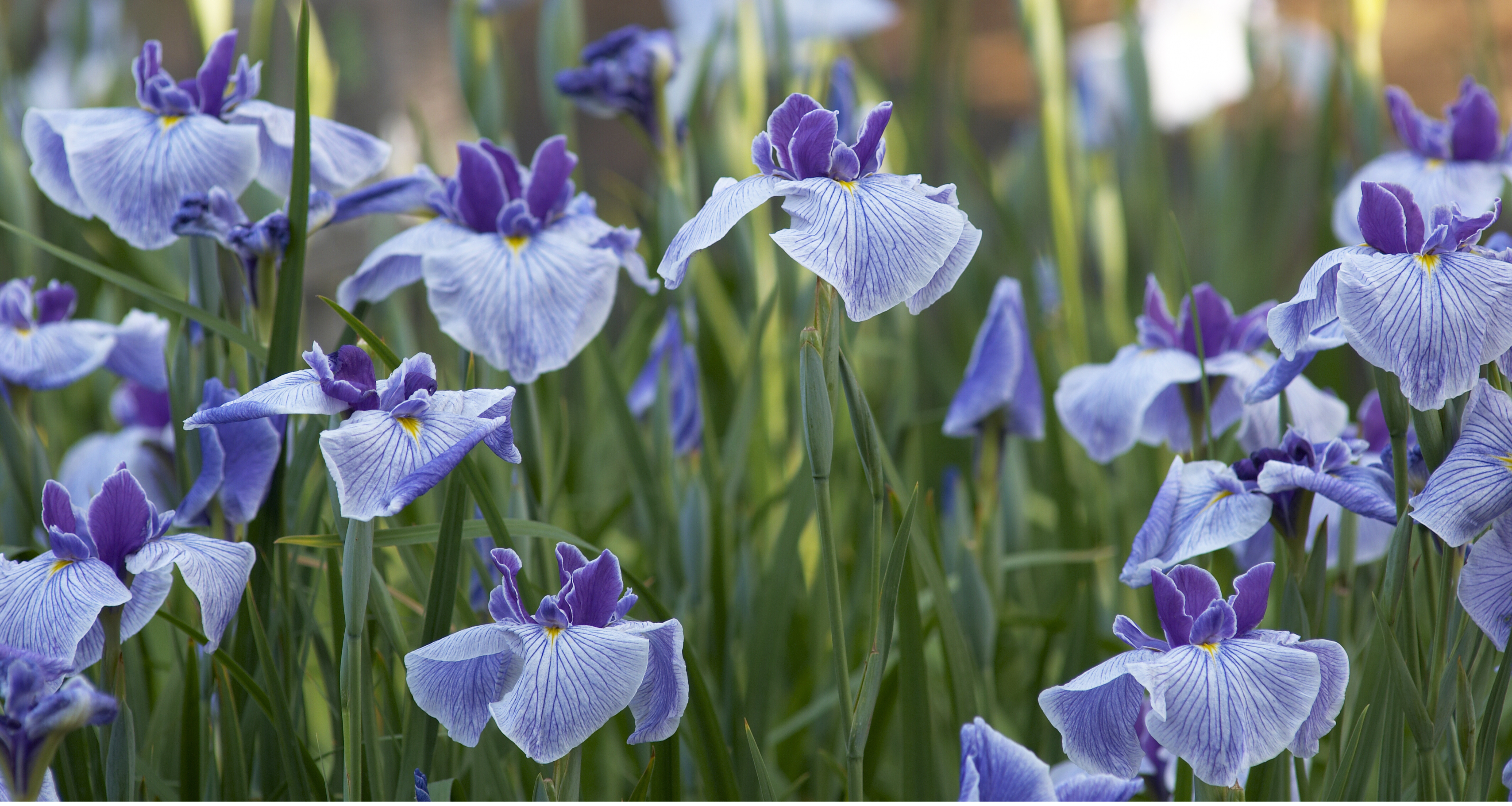 Tennessee state flower purple iris.