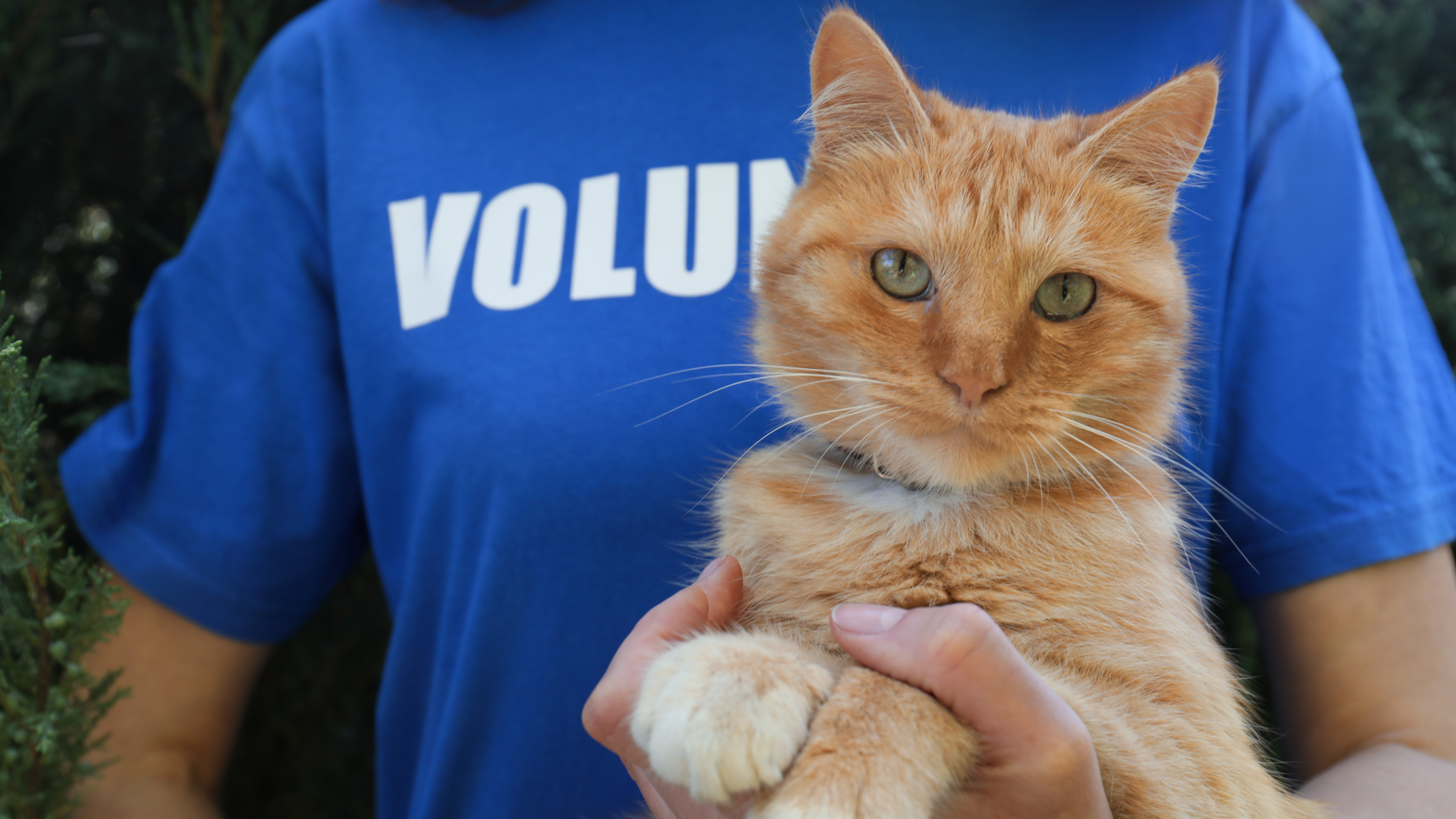 Williamson County Animal Center Cat Volunteer