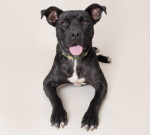Four-year old Dory has been described by staff and volunteers as a dream dog. With a calm curiosity, she adores people and is fascinated by the world around her. Dory has an apparent eagerness to please and does well with other dogs at the shelter. Dory and her furry friends at WCAC are waiting for you! 