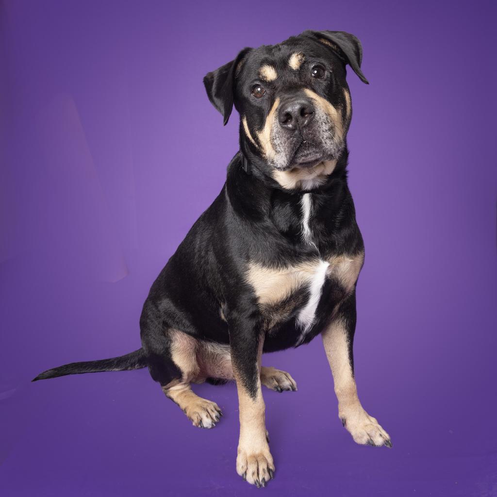 Charlie is a dog that is available for adoption at the Williamson County Animal Center in Franklin, TN, today!