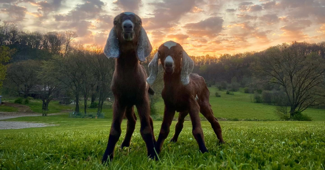 Dairy Goats at Noble Springs Farm in Franklin, Tennessee.