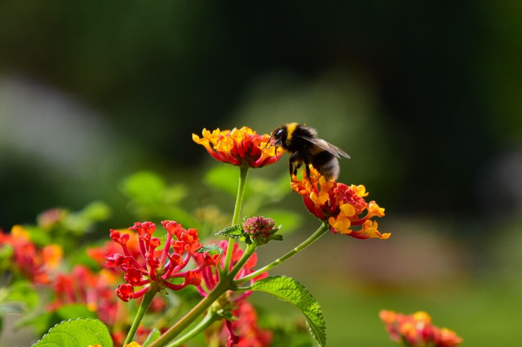 Naturalist Workshop: Native Plant Gardening in Brentwood, TN at Owl’s Hill Nature Sanctuary.