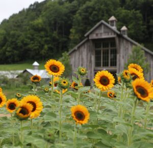 The Shed at Patina Meadow in Leiper’s Fork, TN_Sunflowers.