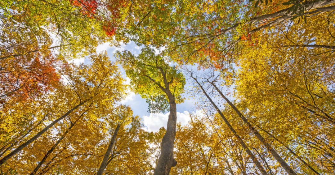 Fall Drives in Franklin TN