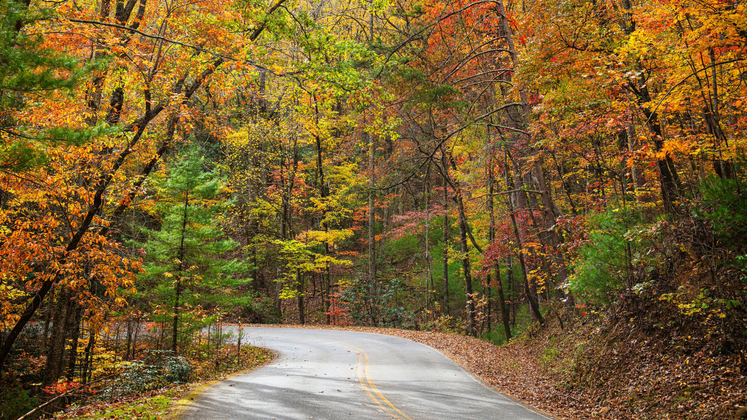 Fall Foliage Franklin TN