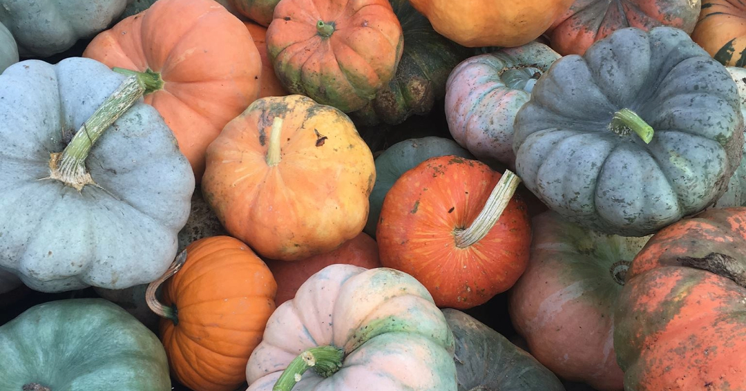 Gentry Farm Franklin TN Colorful Pumpkins