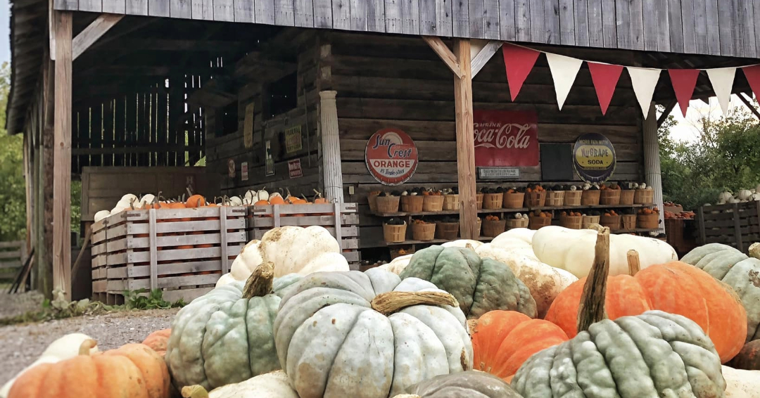 Gentry Farm Franklin TN Pumpkins