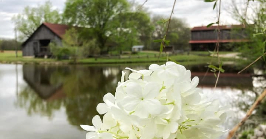 Gentry's Farm Franklin TN_Flowers and Barns_1