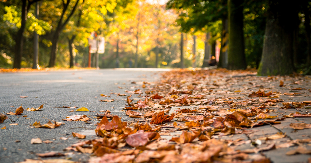 Leiper's Fork Fall Foliage