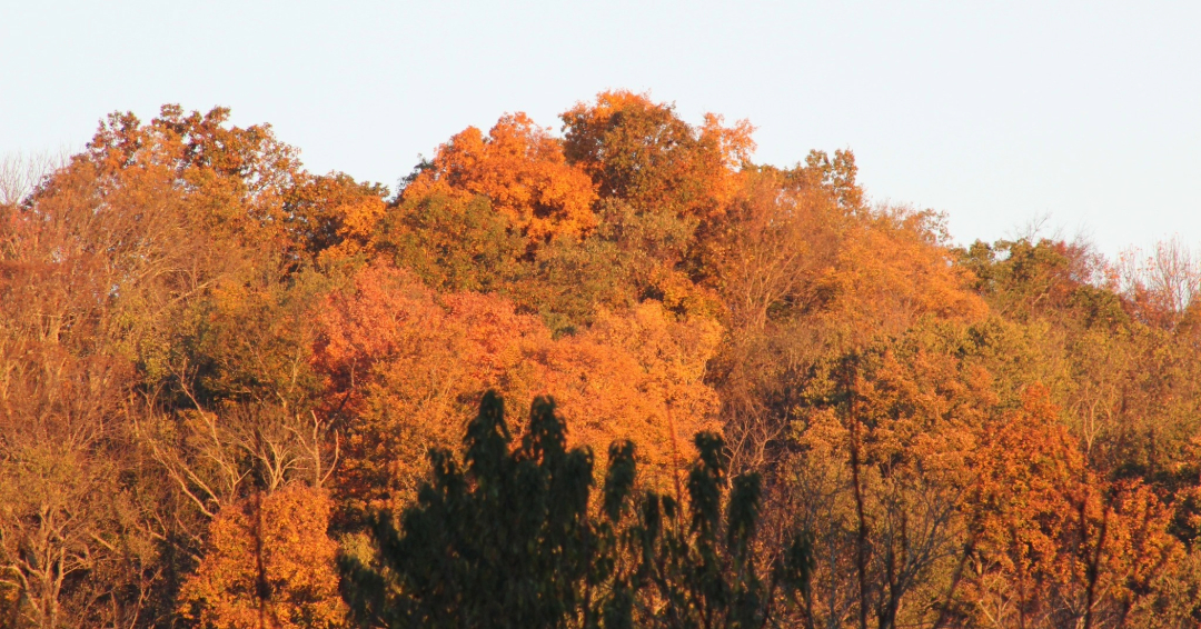 Owl's Hill Nature Sanctuary Fall Trees