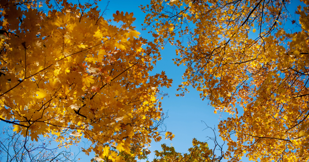 Timberland Park Fall Trees