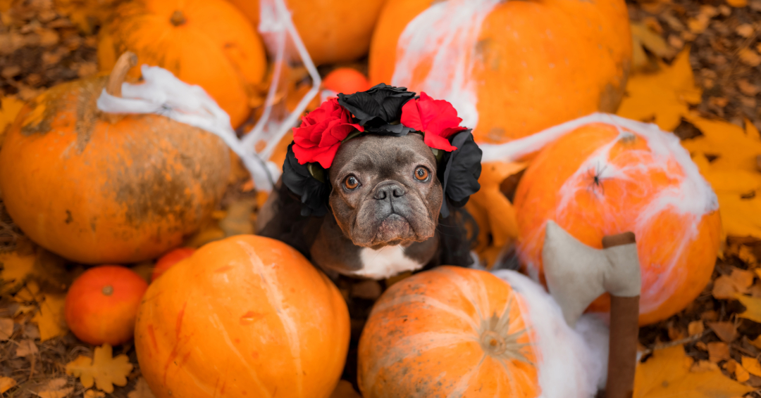 Williamson County Animal Center Halloween