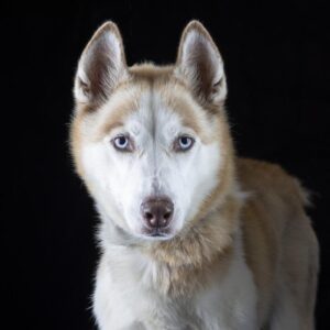 Wyatt_Pet Adoptions Franklin, TN Williamson County Animal Center.