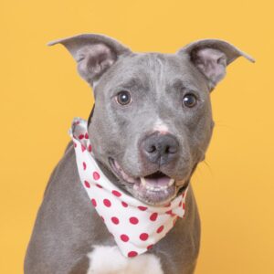 Adopt Leia_Williamson County Animal Center