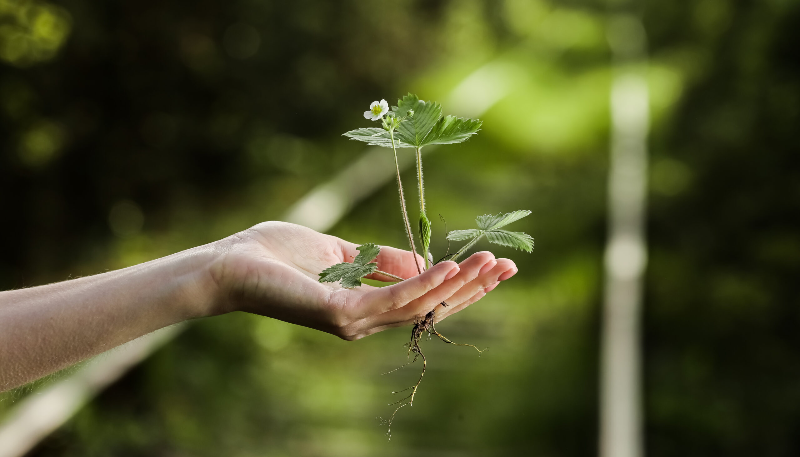 Gardening events in Franklin and Williamson County, TN, plant in hand: Environmental Preservation.