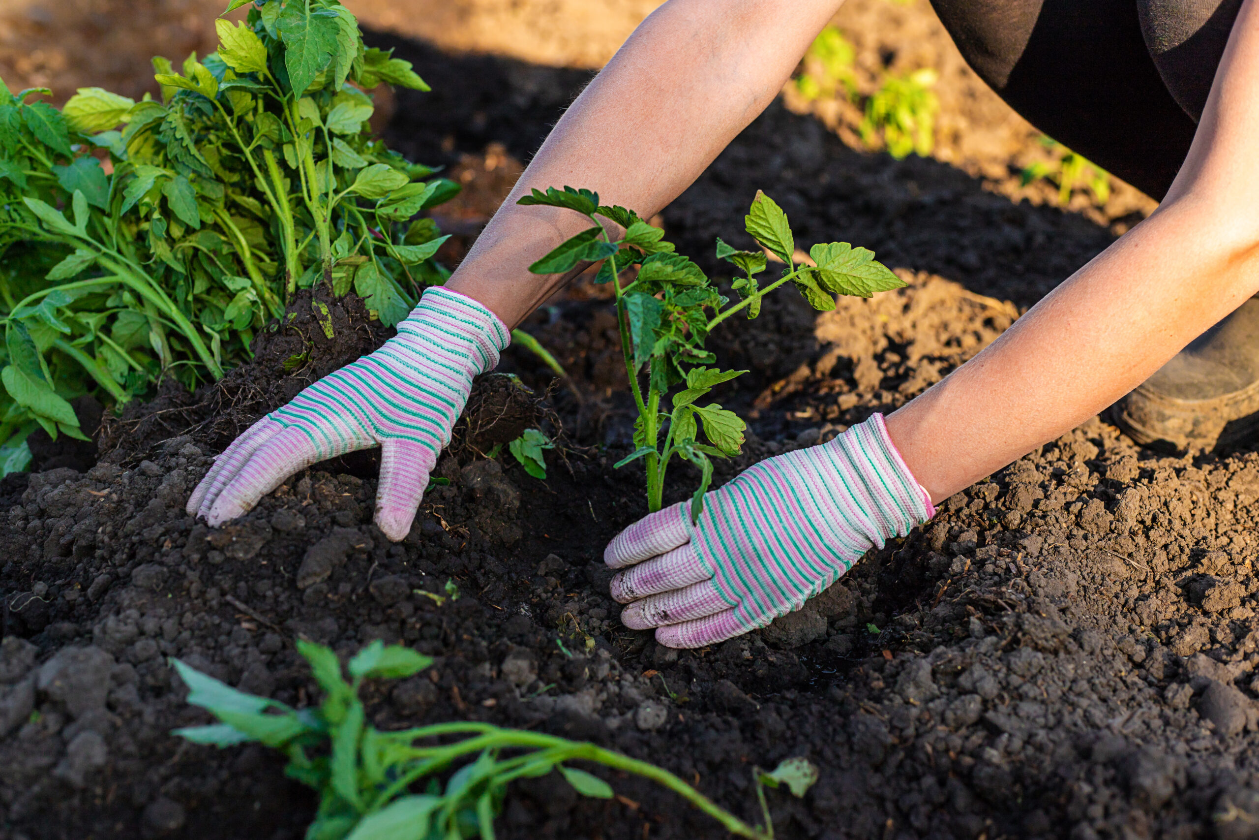 Hands gardening 