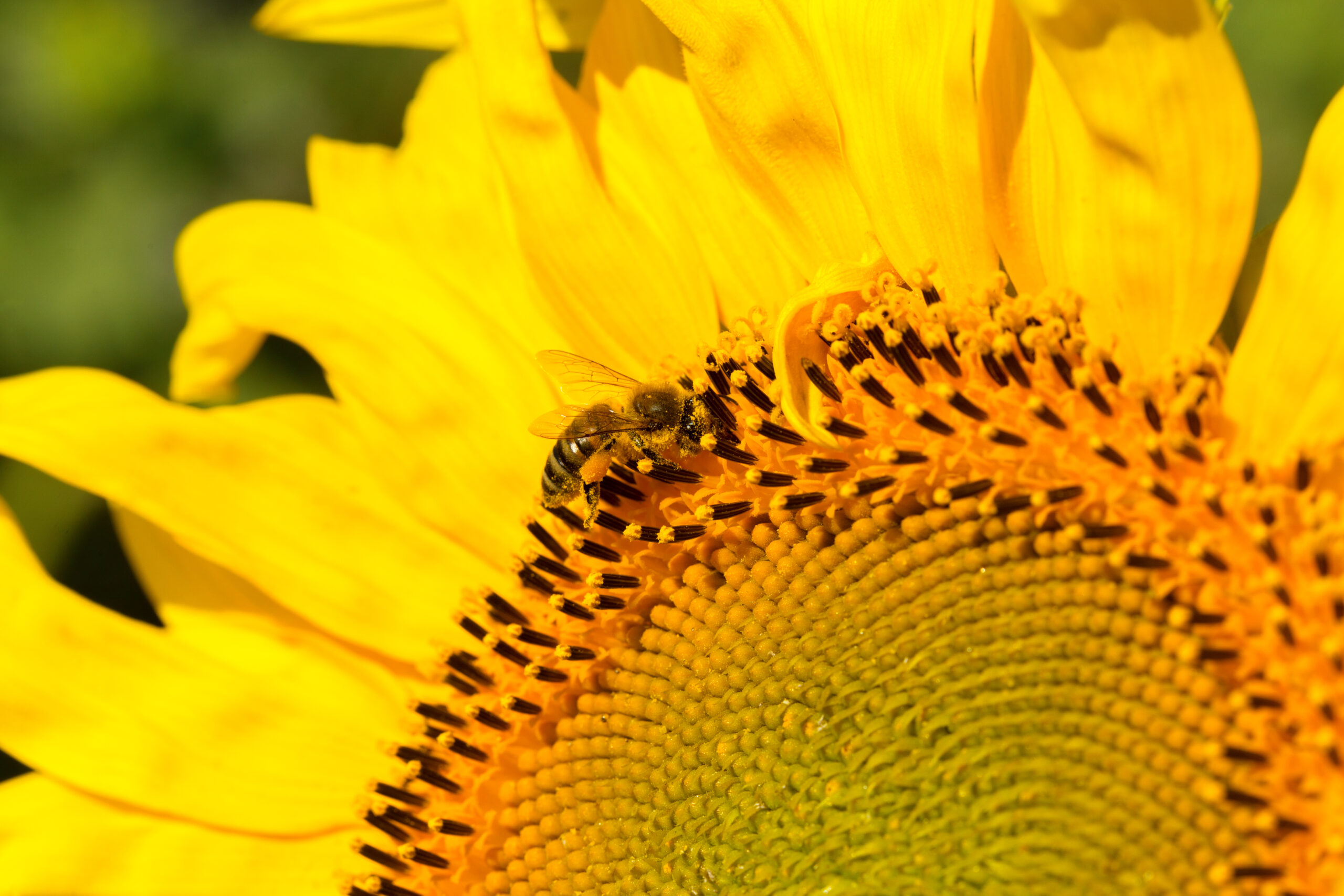 Beginning-Beekeeping-Brentwood-TN_Brentwood-Library.