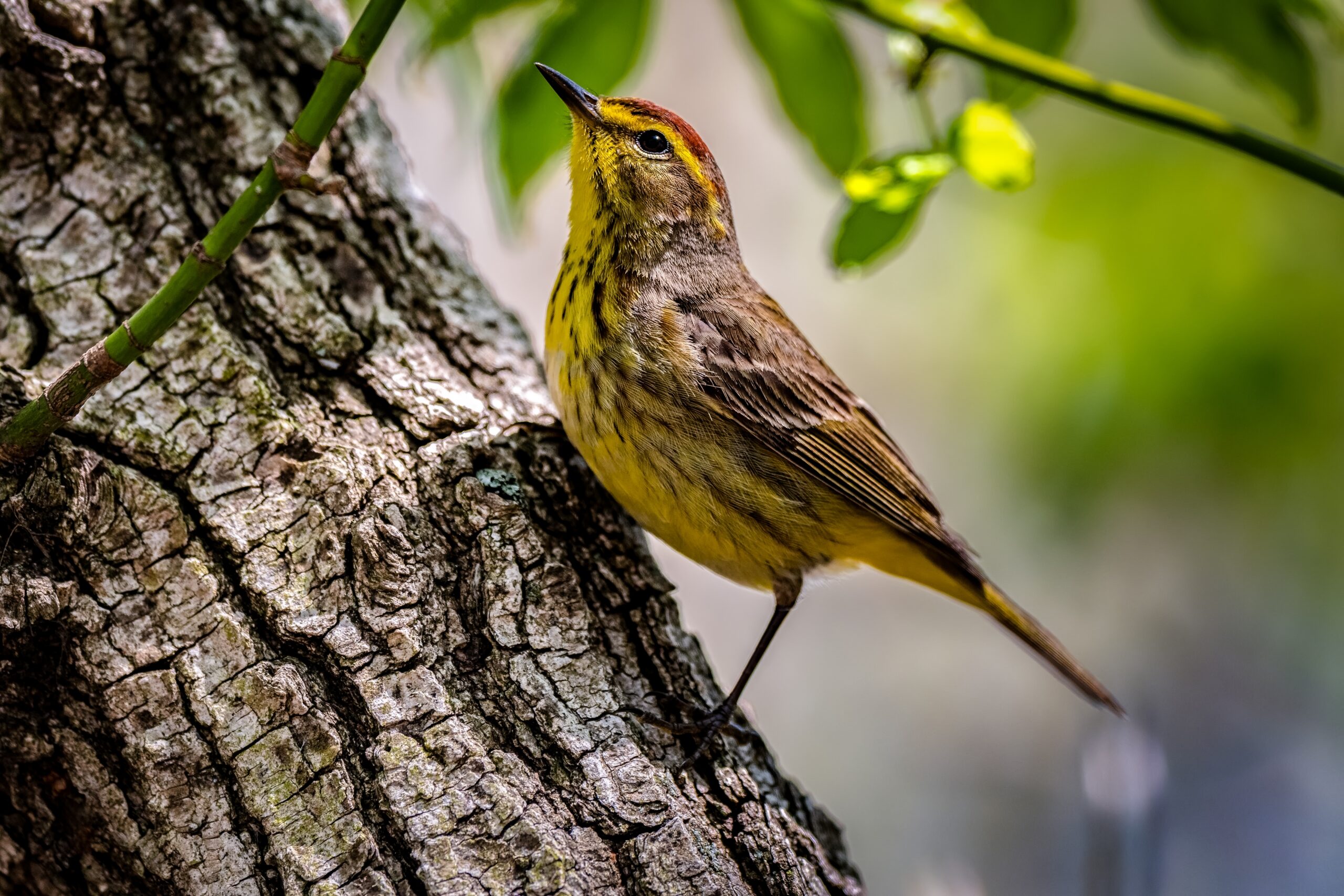 Owl’s Hill Nature Sanctuary Workshop Beginning Birding in Brentwood, TN, a Palm Warbler.