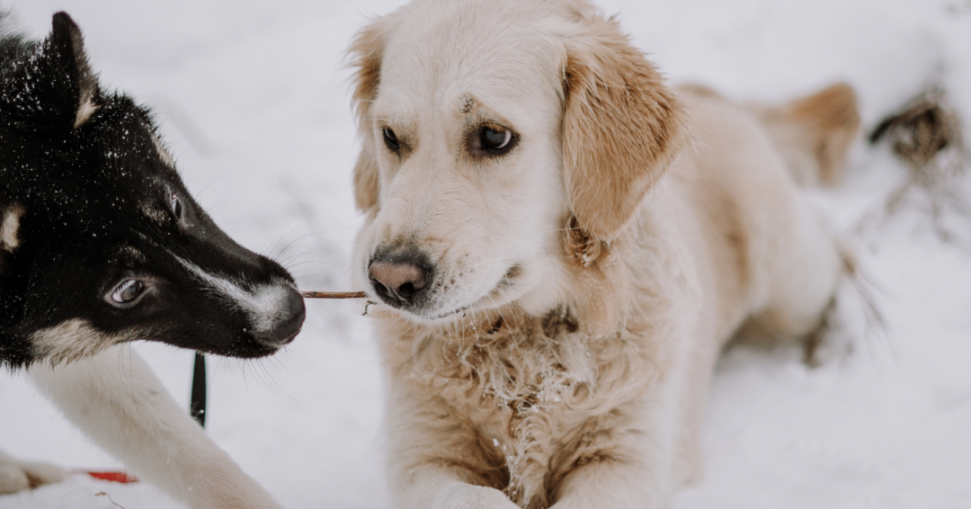 Two dogs playing tug of war in the snow. 