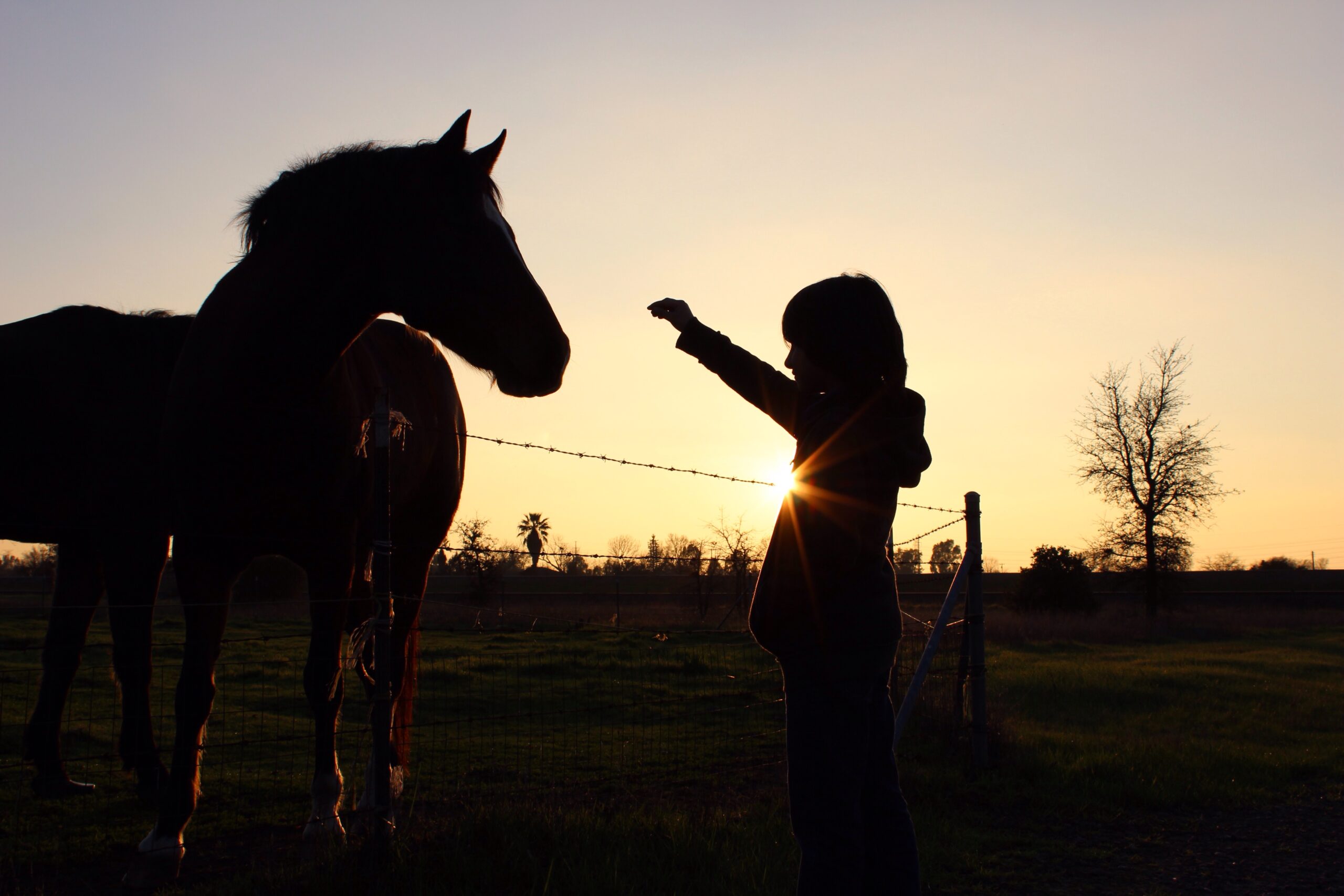 A silhouette of a kid reaching out to pet a horse.