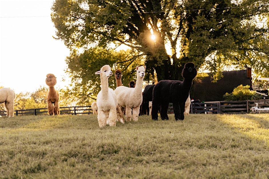 Coleman Valley Alpaca Farm Franklin, Tenn.