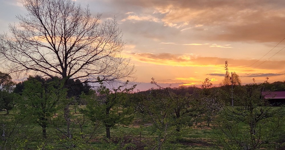 Morning Glory Orchard in Nolensville, TN.