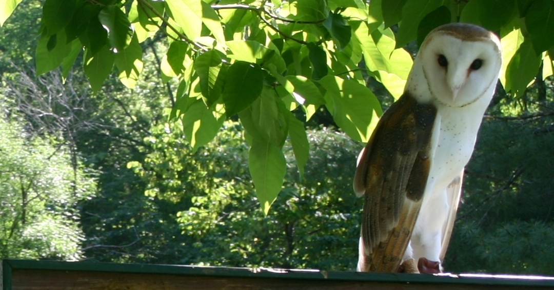 A white owl is perched on the sign of Owl's Hill Nature Sanctuary in Brentwood, TN.