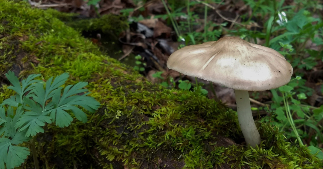 A wild mushroom at Owl's Hill Nature Sanctuary in Brentwood, TN.