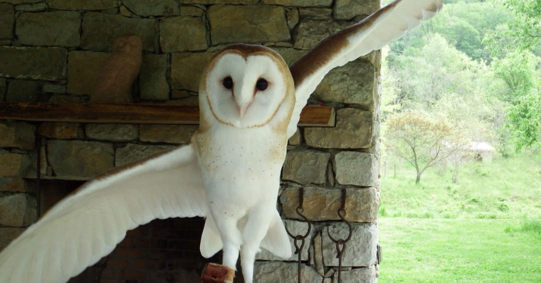 An owl mid-flight at Owl's Hill Nature Sanctuary in Brentwood, TN.