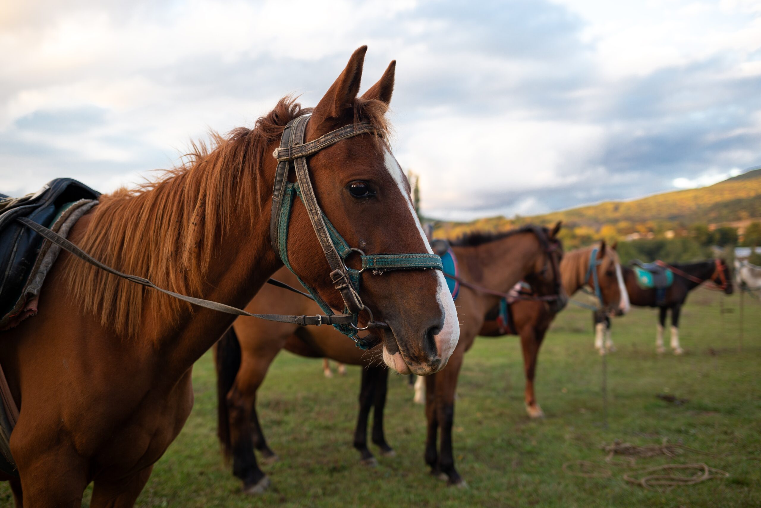 Horseback Riding Franklin and Williamson County