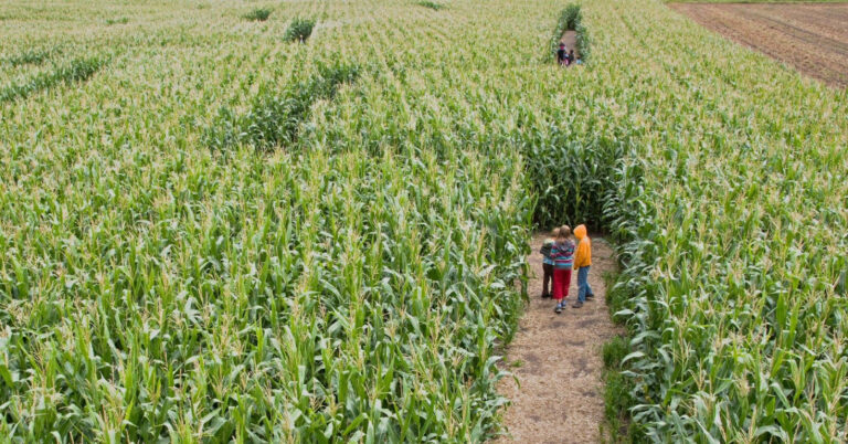 Lucky Ladd Farms Fall Family Fun Festival in Eagleville, TN, corn maze and pumpkin patch.