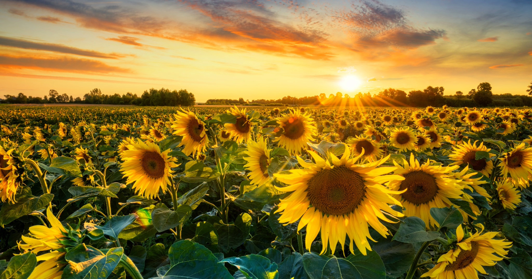 Lucky Ladd Farms Sunflowers at Sunset