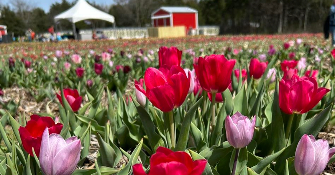 Lucky Ladd Farms Tulip Festival