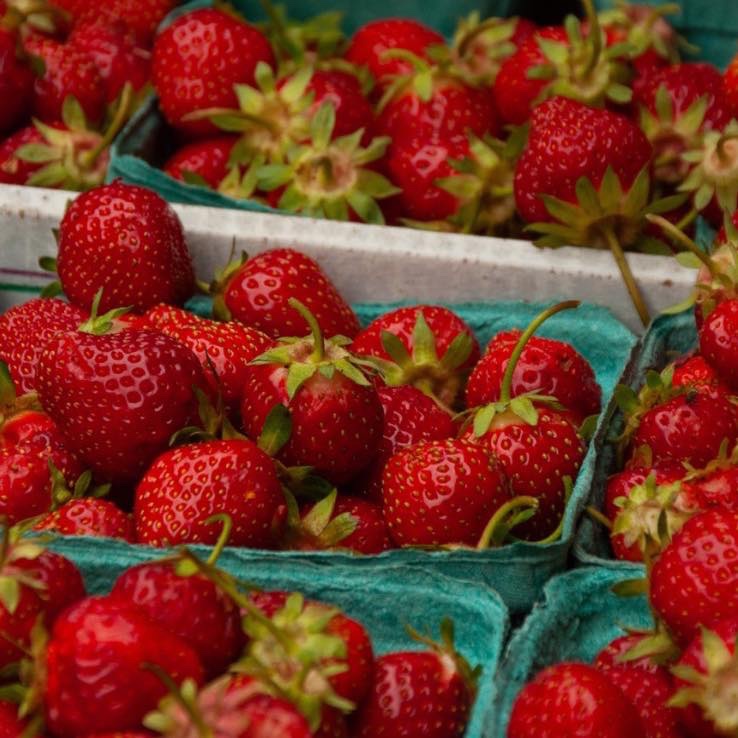 Pick-Your-Own Strawberry Farm Experience at Lucky Ladd Farms.