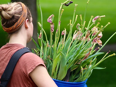 Tulip Bulb Dig Days at Lucky Ladd Farms