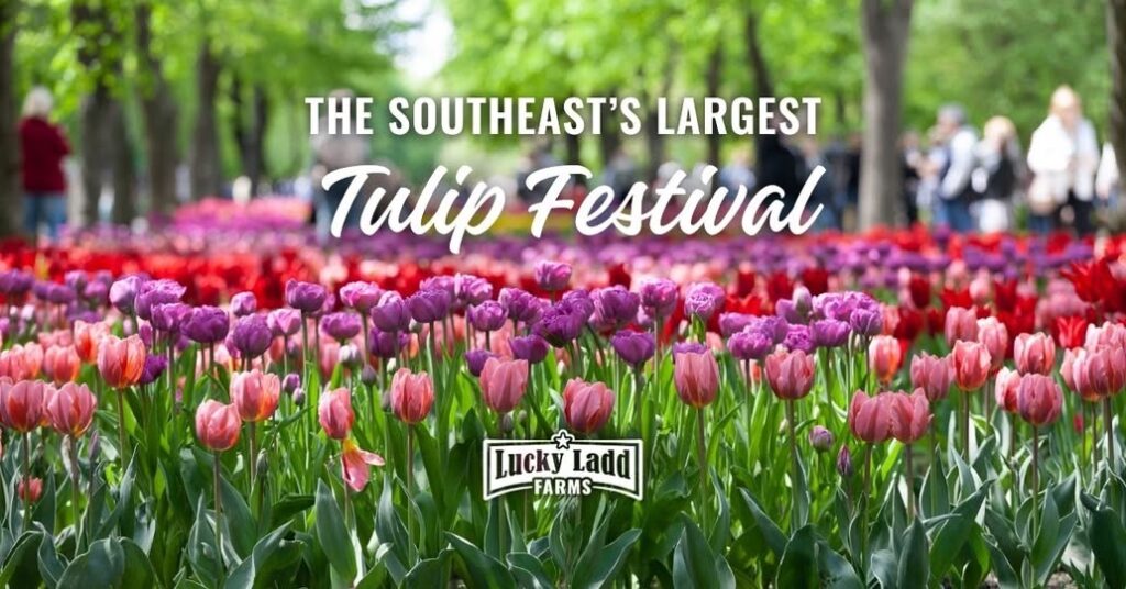 Tulip Festival at Lucky Ladd Farms.