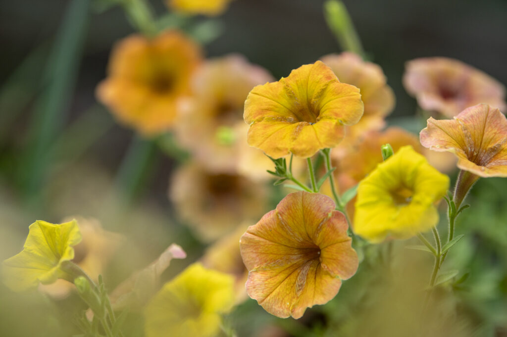 Summertime at Cheekwood. Photo by Caitlin Harris. Courtesy of Cheekwood Estate & Gardens.