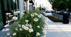 A view of 12 South neighborhood in Nashville, Tennessee, where daisies decorate the street outside of new shops.