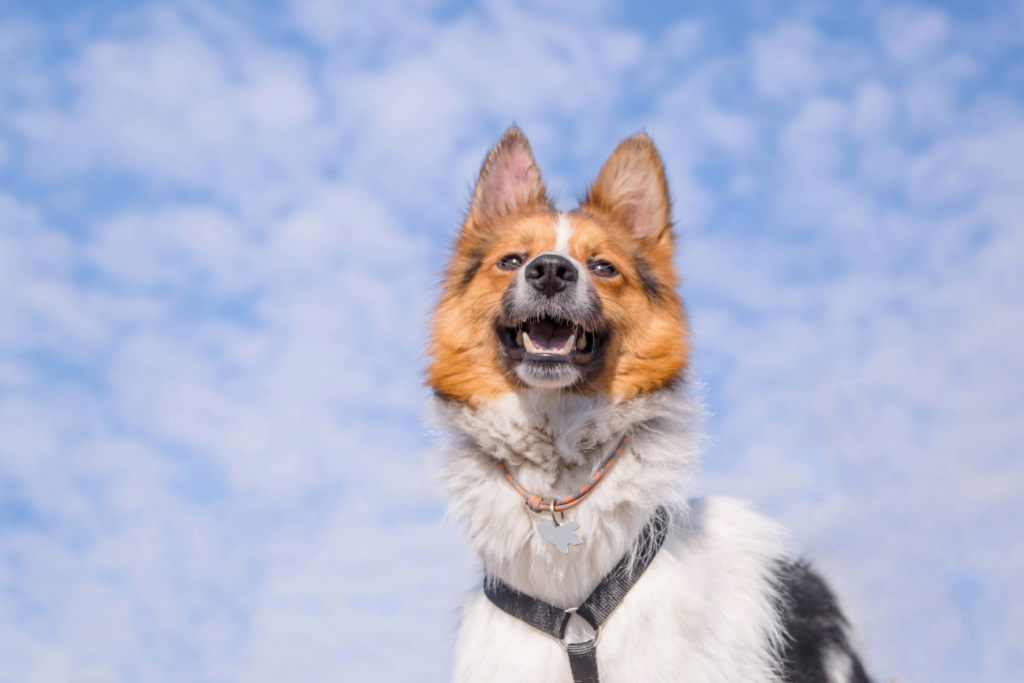 Dog-Friendly Franklin, TN: A Pet Owner’s Guide to Local Places, Parks, and Resources