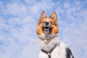 Dog-friendly places in Franklin, Tennessee: photo of a happy dog in front of a blue sky.
