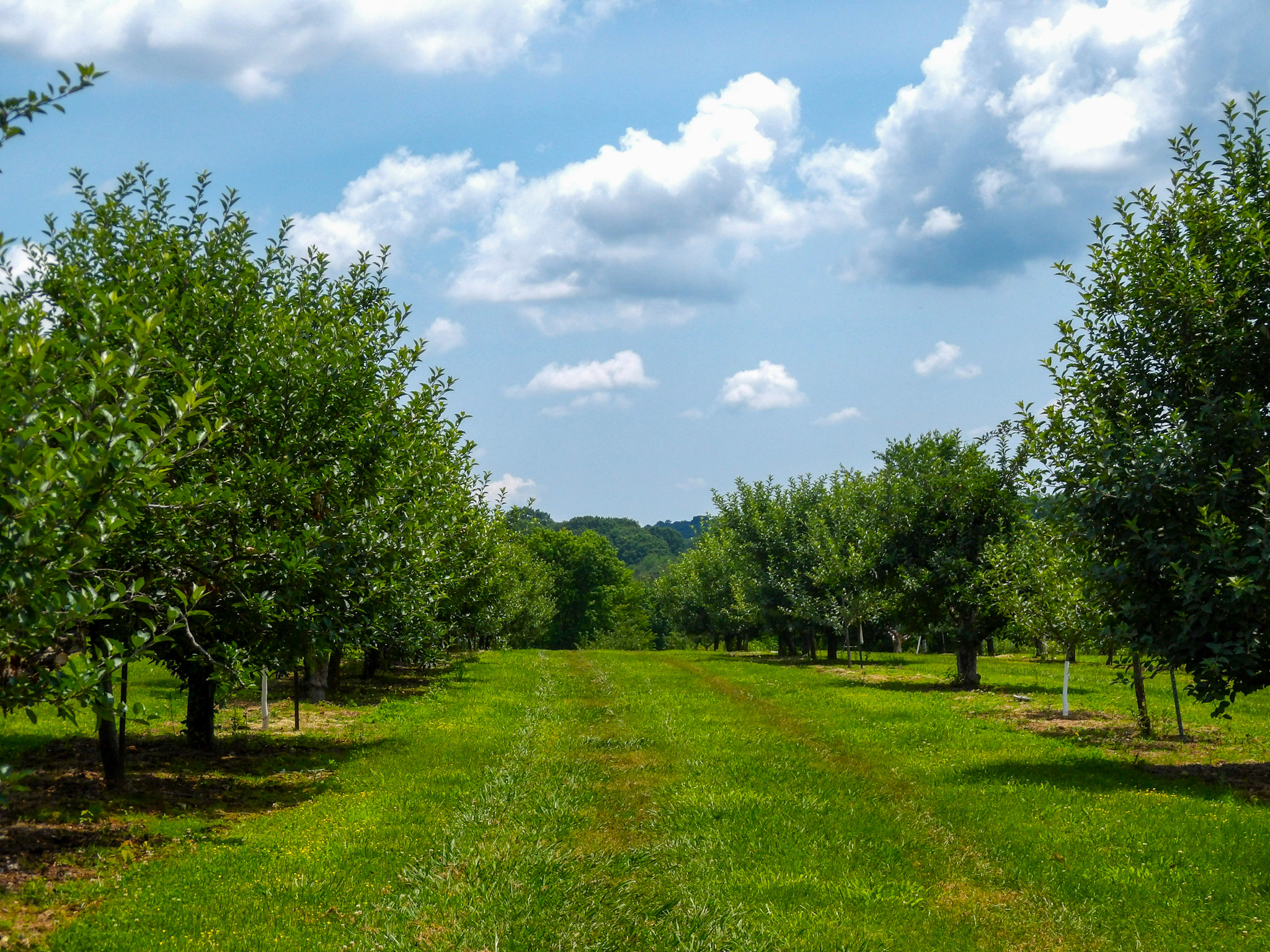 Apple orchard at Morning Glory Orchard in Nolensville, Tennessee.