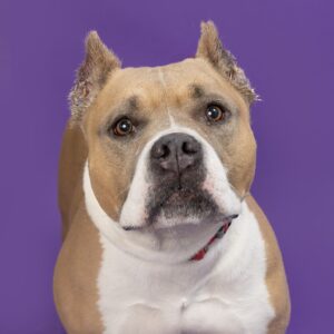 Bonita has been at the animal center for several months and recently underwent surgery to relieve pain caused by a fracture in her femur. She is doing very well in recovery and, at six-years old, she’ll benefit by being in a home with a fenced yard and/or with someone willing to give her multiple walks and plenty of exercise each day to stay fit and trim. Bonita is friendly with people, including kids, and has been social with a lot of dogs during her time at the shelter, but does not do well with small dogs or cats. Come see Bonita and all of the adorable adoptables at WCAC!
