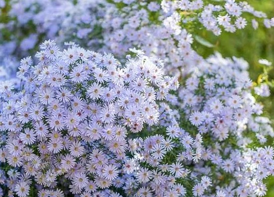Fall Native Plant Sale at Owl's Hill in Brentwood, TN.
