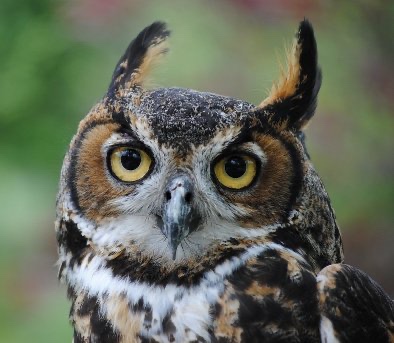 Owl's Hill Nature Sanctuary Brentwood TN.