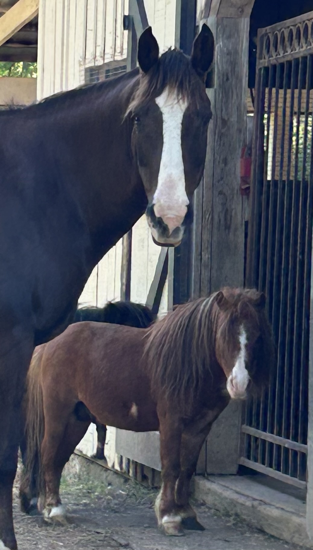 BellaReed Farm Hug a Horse Class Franklin, TN 2