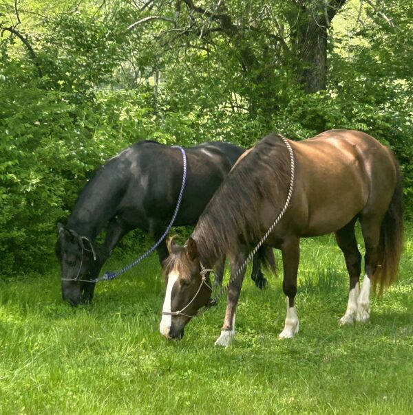 BellaReed Farm Hug a Horse Class Franklin, TN 3