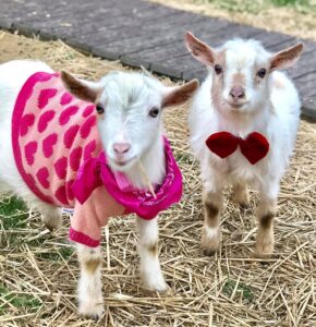 Valentine's events in Nolensville, TN, Goat Yoga and cute goats wear festive Valentine's Day outfits for GOAT any Love?!