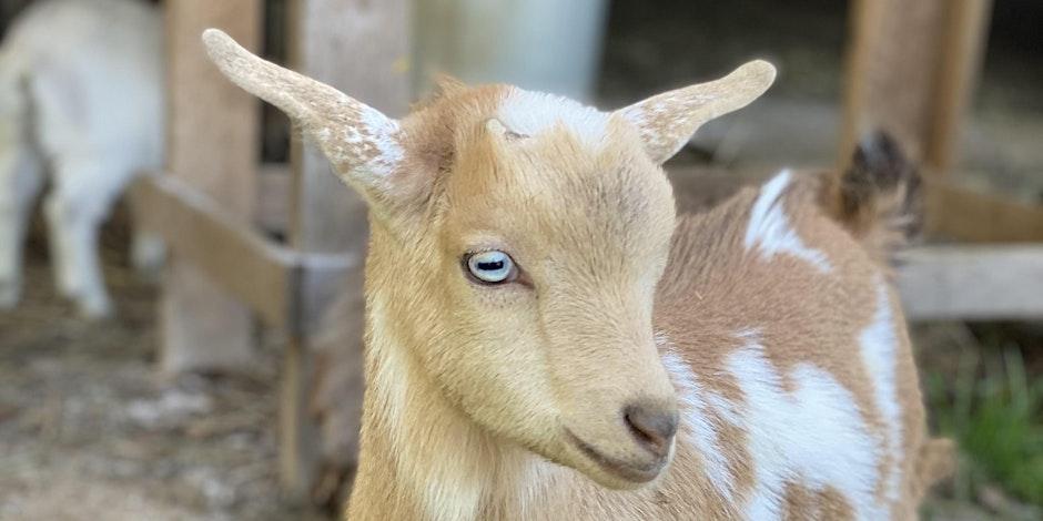 Goat Yoga Nashville- GOAT any Love?! Franklin, TN Valnetine's Day.