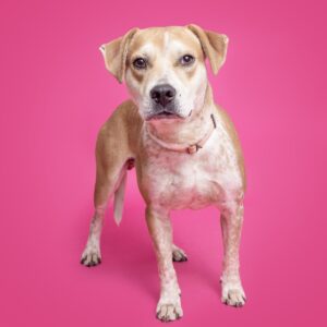 Williamson County Animal Center-Buddy a dog for adoption.